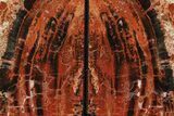 Tall, Arizona Petrified Wood Bookends - Red & Black #111099-2